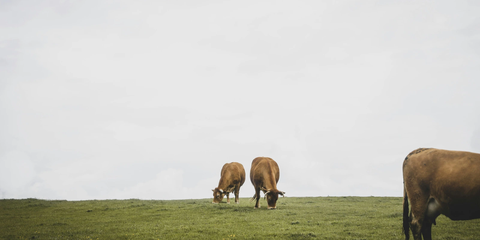 Licence Droit Paris Cité : Étudier au Cœur de la Capitale